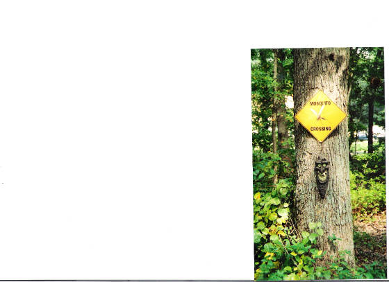 lacytree.jpg