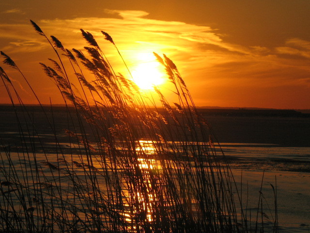 bayshore2007.jpg